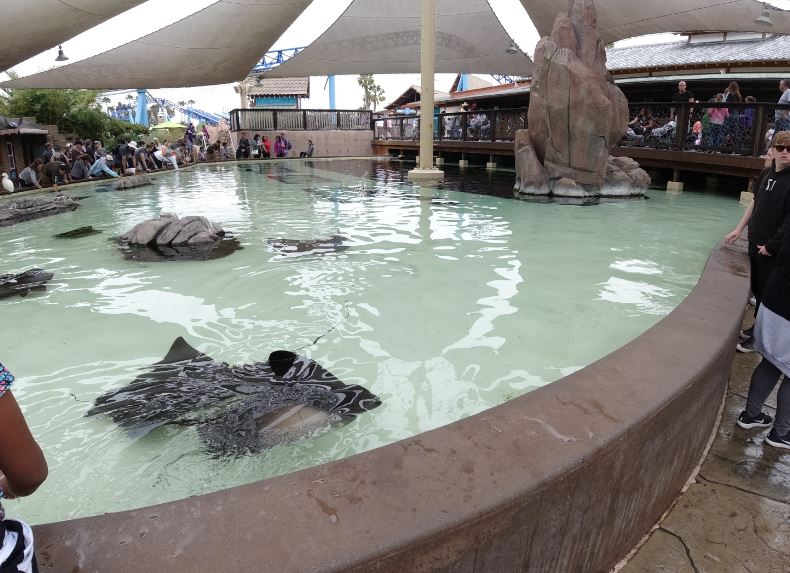 Arraias no Turtle Reef