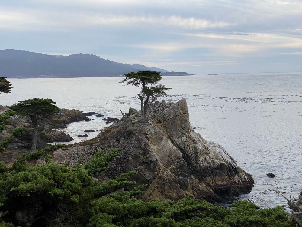 Lone Cypress