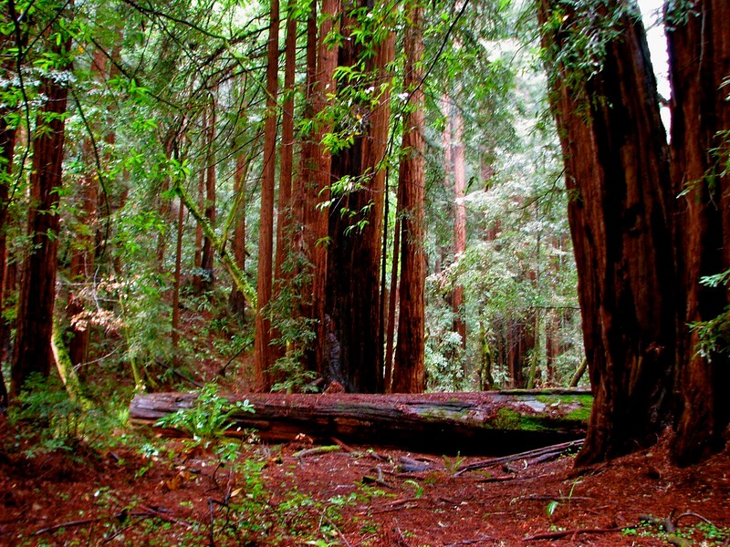 muir beach sequoia
