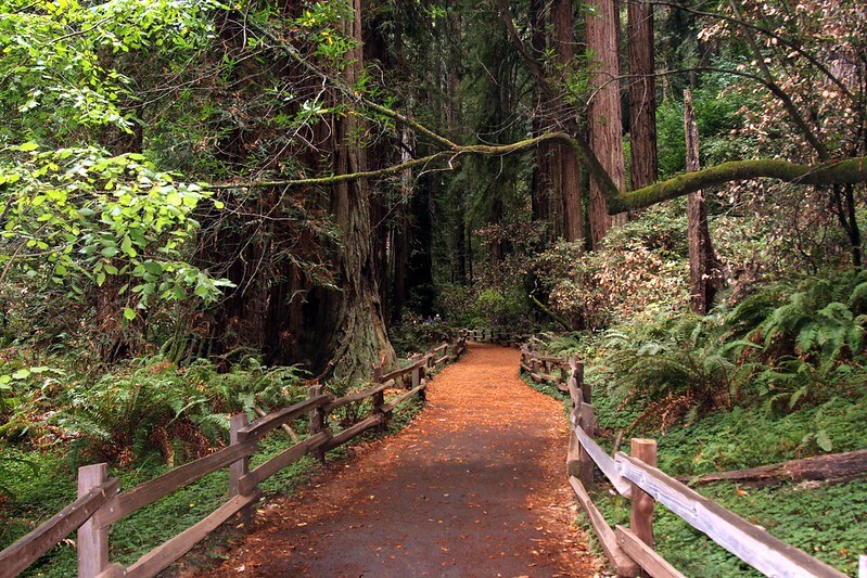 muir woods paisagem