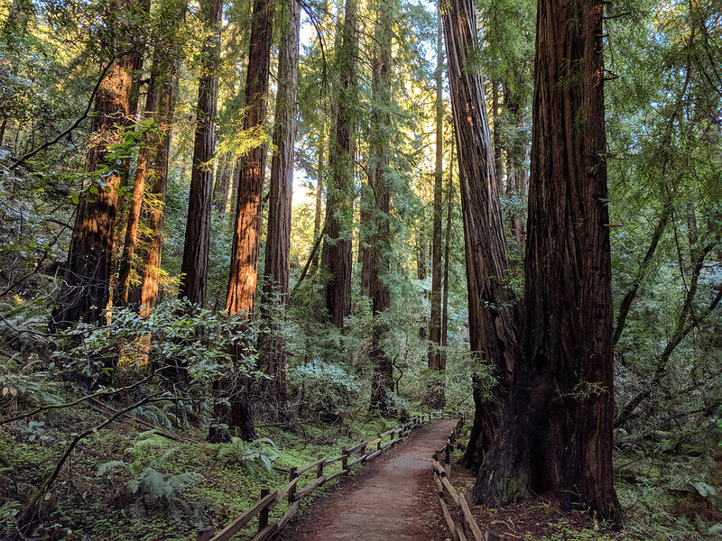 Muir Woods National Monument trilhas